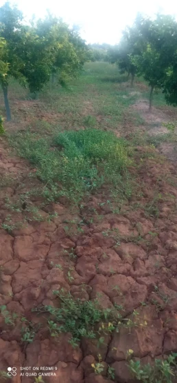 Huerto- arboles naranjas