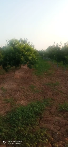 Huerto- arboles naranjas