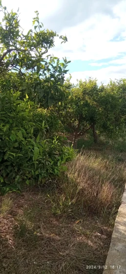 Huerto- arboles naranjas