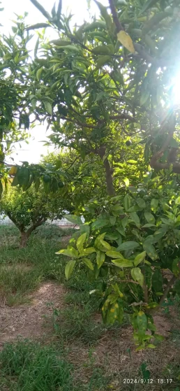Huerto- arboles naranjas
