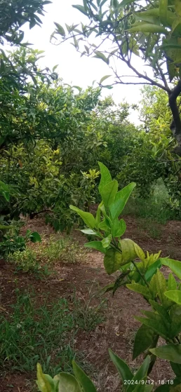Huerto- arboles naranjas
