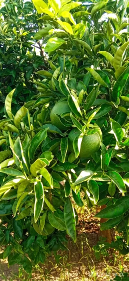 Huerto- arboles naranjas