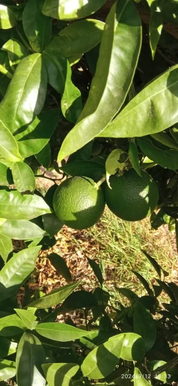 Huerto- arboles naranjas