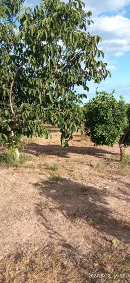 Huerto- arboles naranjas