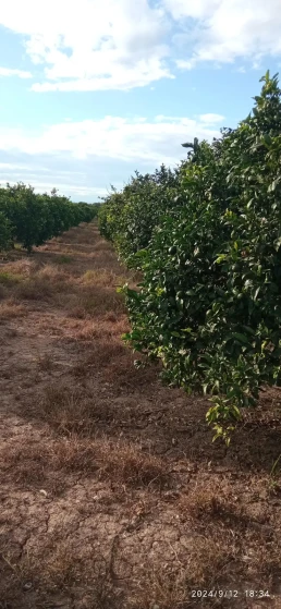 Huerto- arboles naranjas
