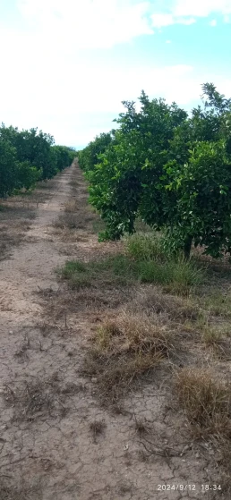 Huerto- arboles naranjas