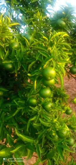 Huerto- arboles naranjas