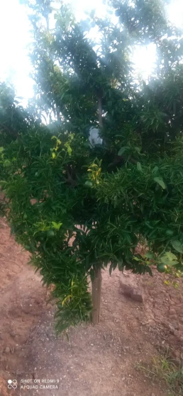 Huerto- arboles naranjas